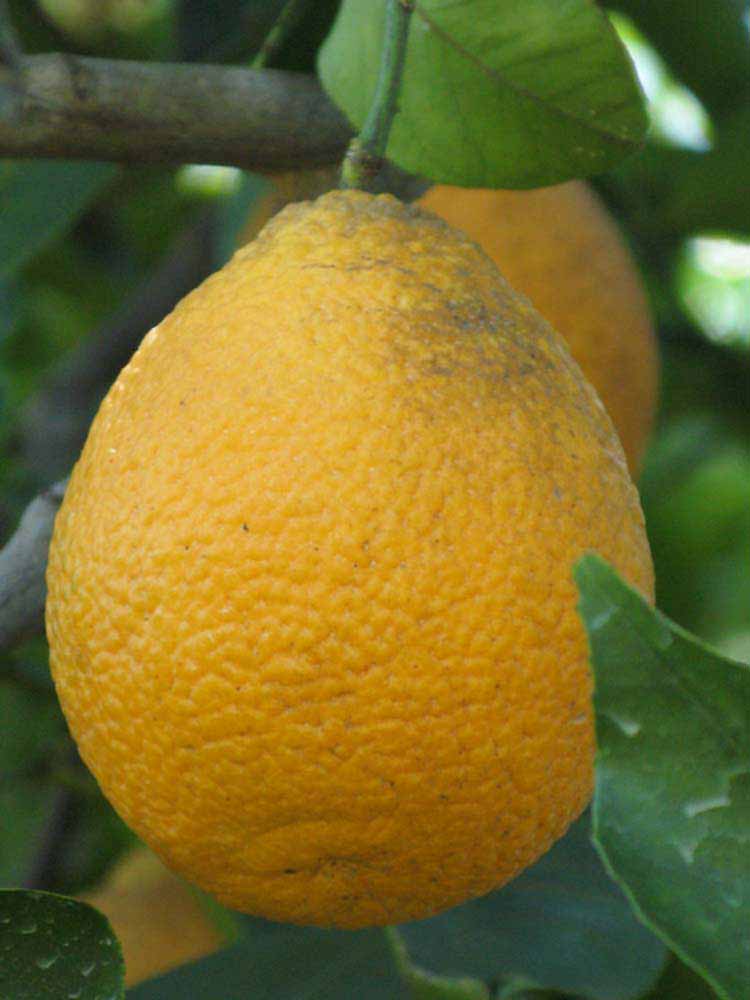            Fruit (Winter Haven, FL)   